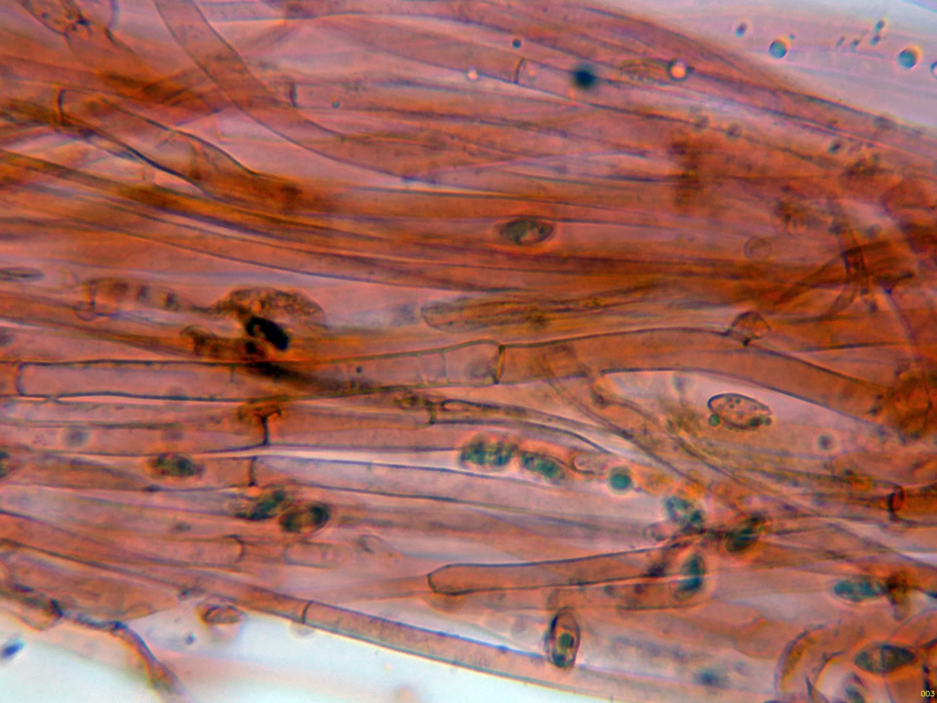 Microscopía de Lyophyllum maleolens - 10 - Hifas estípite-003